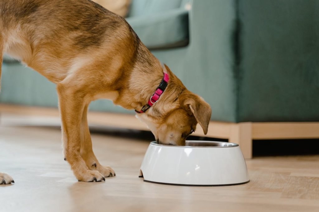 dog drinking from bowl