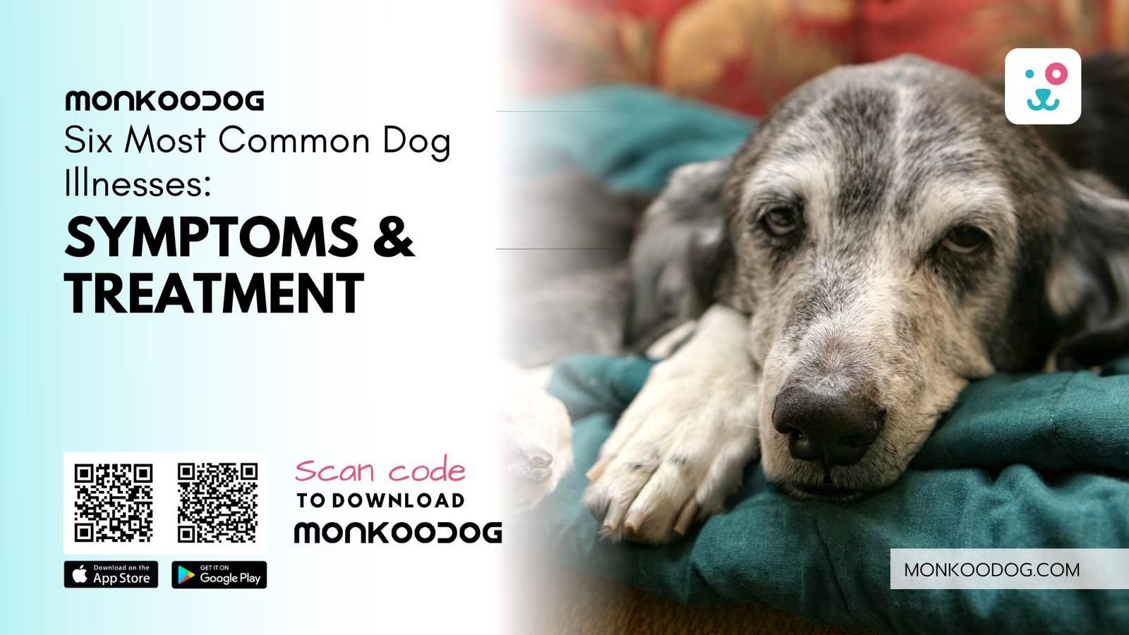 Top Six Most Common Dog Illnesses: Symptoms And Treatment