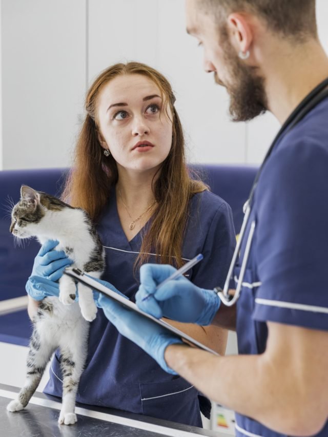 Top Six Healthy Ways Our Veterinary Doctors Take Care Of Our Pets