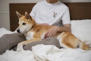 pets problem