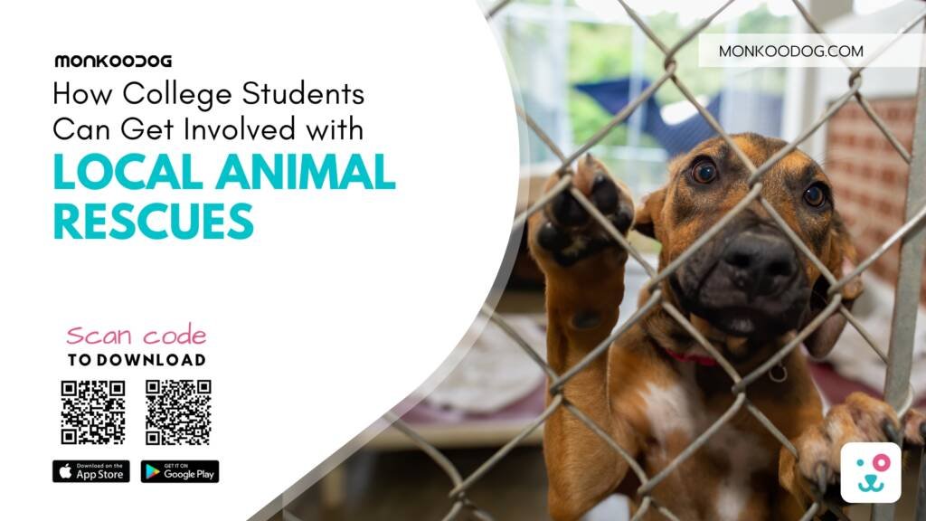 Local animal rescues