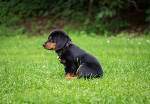 A dachsund puppy sitting in teh park