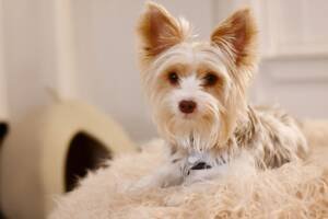A puppy terrier-mix dog relaxes on a furry blanket by a bed