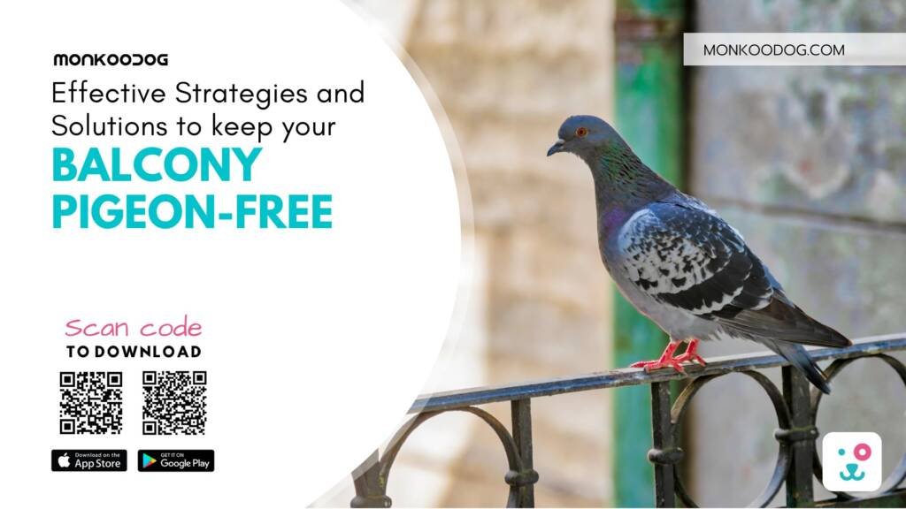 Balcony Pigeon-Free