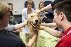 a golden retreiever enjoying on university campus among students