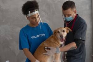 a volunteer and a vet treating a dog