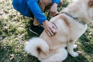 american-akita-dog-soft-fluffy-coat