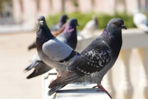 closeup of pigeons