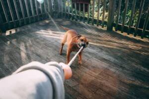 dog playing tug of war with his owner