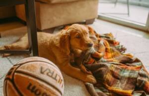 a small golden retriever puppy lying on floor and chewing on blanket