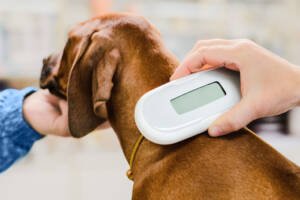 Microchipping in pets