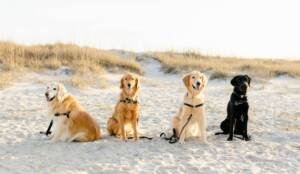 4 golden retrievers are sitting on the beach in a row