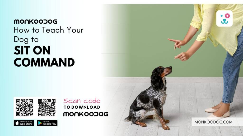 How to Teach Your Dog to sit on command