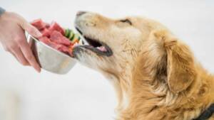 a golden retreiver eating raw food diet