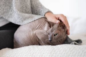 a hairless cat sitting on bed - myths about hypoallergenic kittens