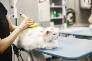 a white cat getting brushed