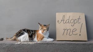 cat sitting beside a signage say adopt me - myths about hypoallergenic kittens