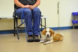 a beagle puppy is sitting besides a chair