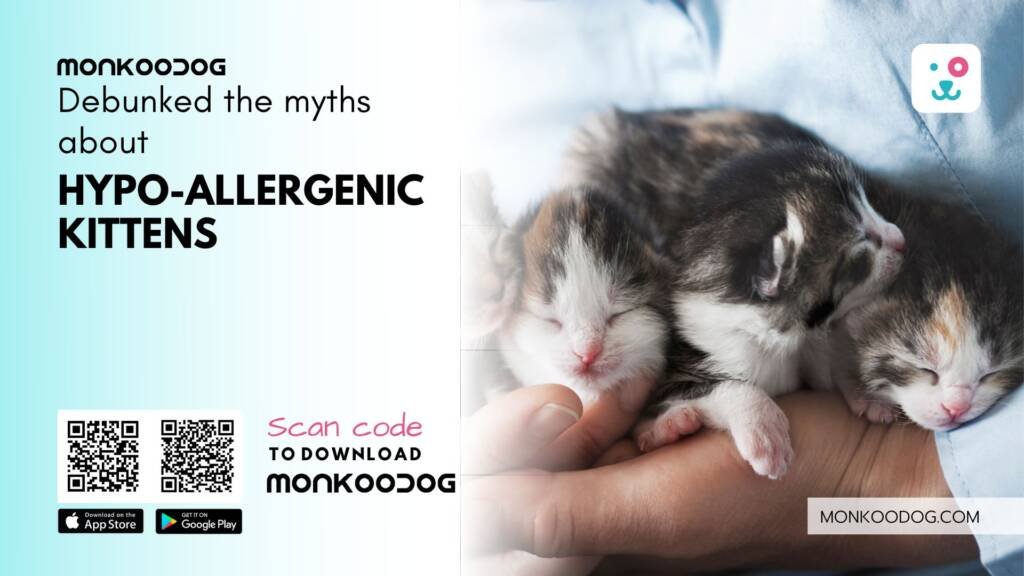 hypoallergenic kittens