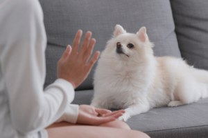 hand showing gesture to train the dog to stay sit on command