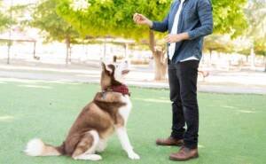 a man showing treat to a brown husky to teach him sit command