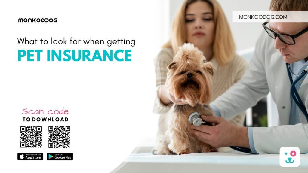 pet insurance