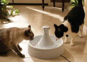 pet hydration care 