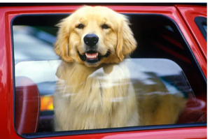 dog in car