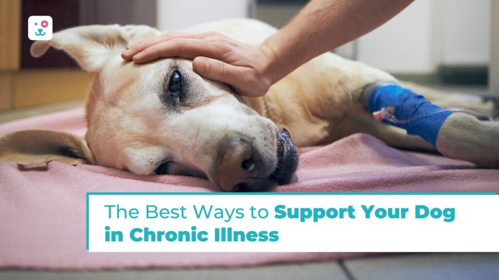 dog in chronic illness