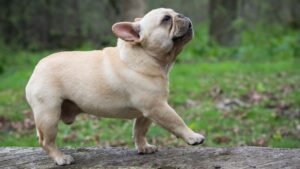 French Bulldog dog Brееd Most Pronе to IVDD