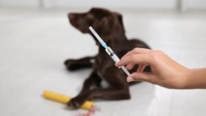 Keeping-Vaccinations-Up-to-Date-Regular-Pet-Check-Ups