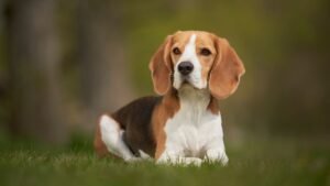 beagle dog Brееd Most Pronе to IVDD