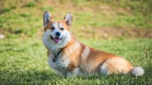 corgi dog Brееd Most Pronе to IVDD