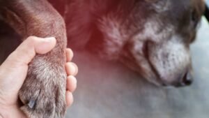 dog euthanised
