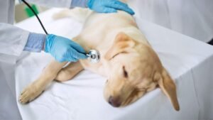 dog in pain in chronic illness