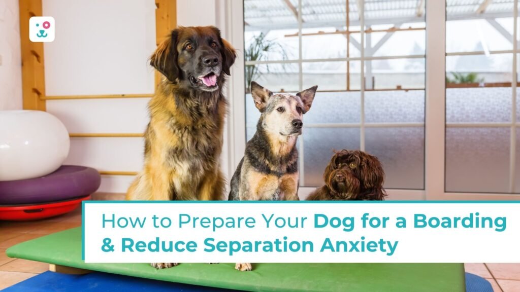 Dog for a Boarding & Reduce Separation Anxiety
