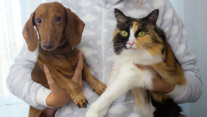 Dog and cat in the hand of there owner