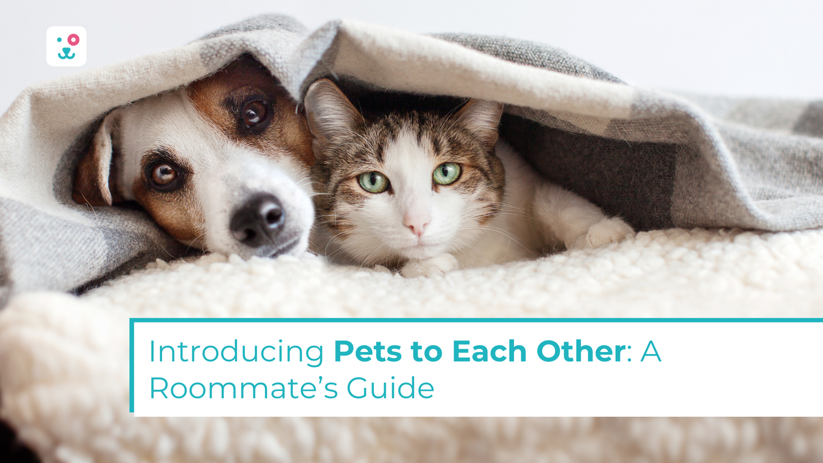Introducing Pets To Each Other A Roommate S Guide