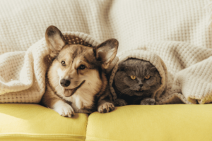 dog and Cat inside of a blanket