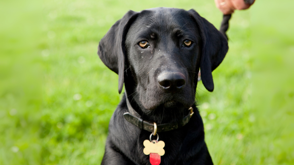 Black dog with nameless tag, dog's personality