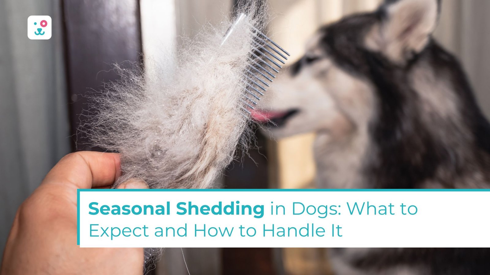 Dog Shedding: What to Expect And How to Manage It