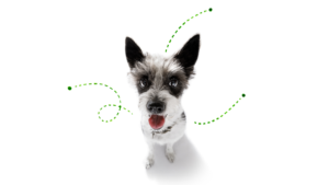 Dog with tick and flea coming out
