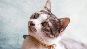 Cat with orange color tick and flea collars