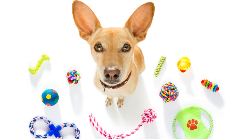 Dog with many toys, dental chews