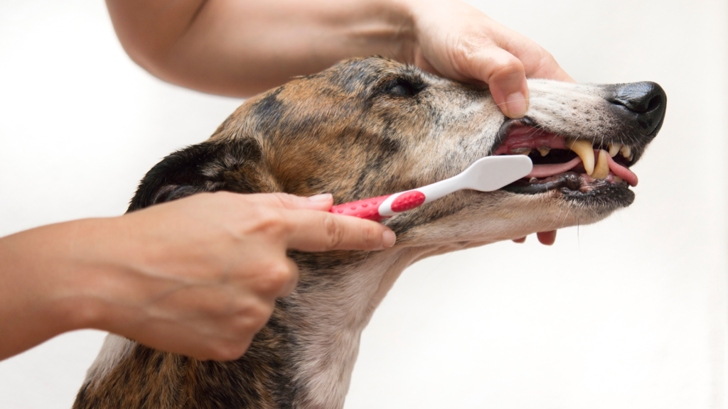 dog brushing his teeth, with dog dental spray