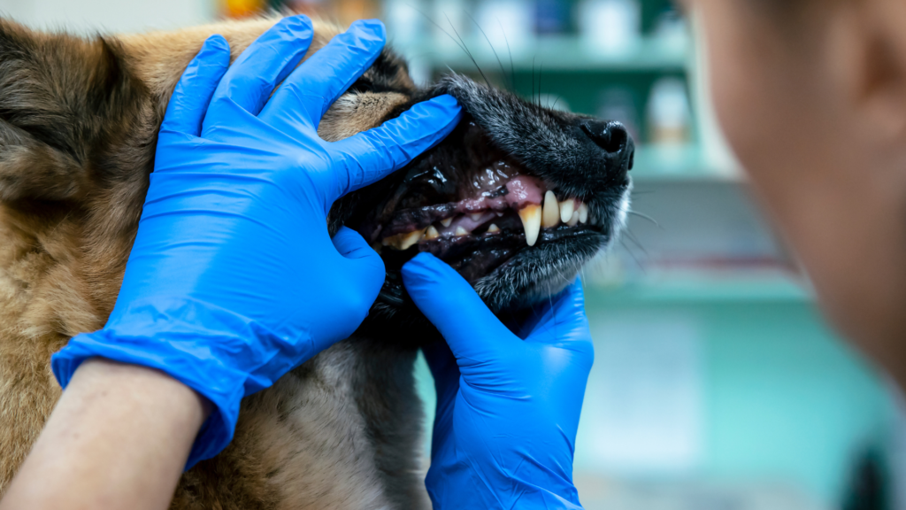 dog with infected mouth, yellow teeth, dental spray for dogs helps reduce the oral problems