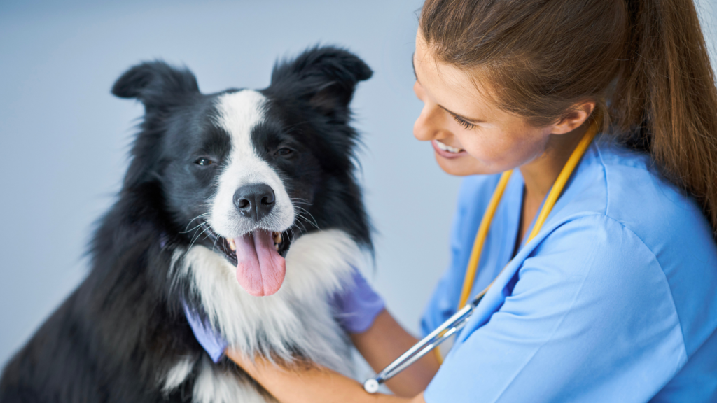 Senior dog with vet for checkup