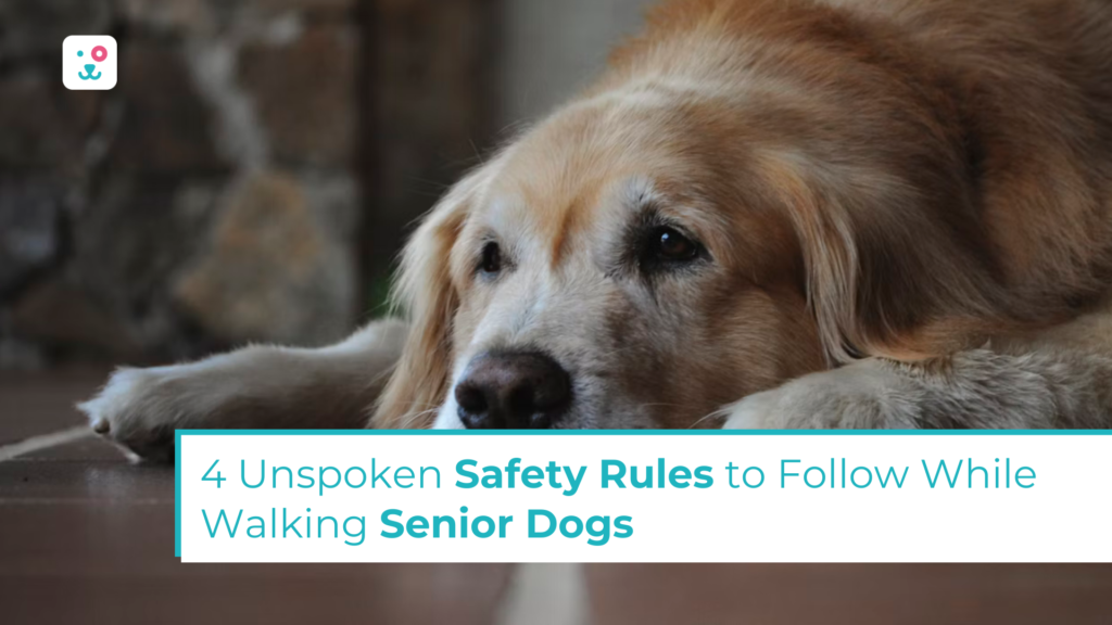 senior dog laying on floor