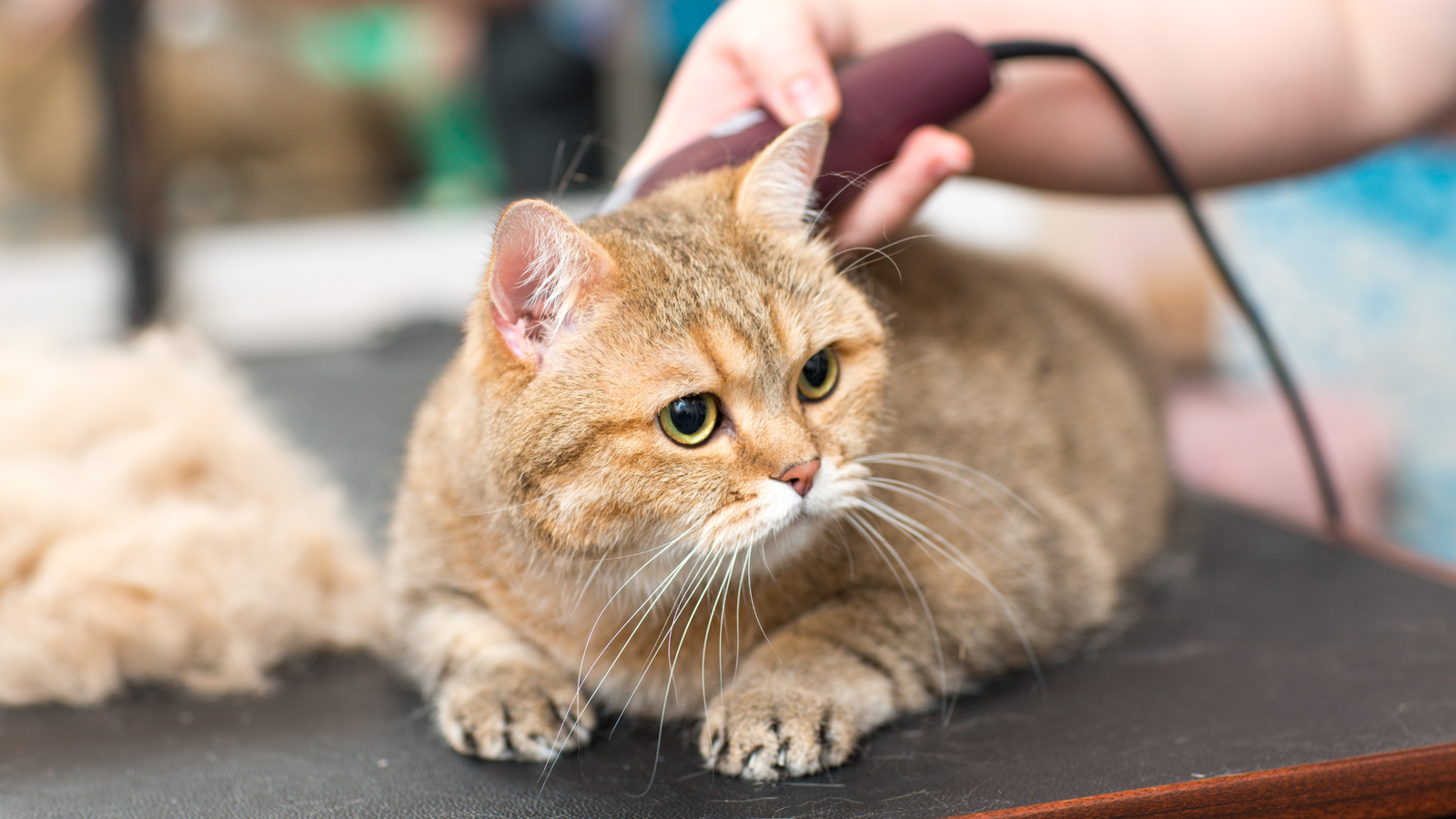 healthy-habits-grooming-and-feeding-your-scottish-fold-kitten