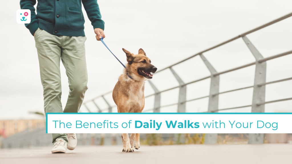 German shepherd taking a dog walk